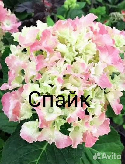 Гортензия метельчатая и крупнолистная заказ 2023