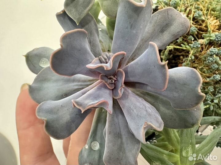 Эхеверия тромпетте (Echeveria Trompette)