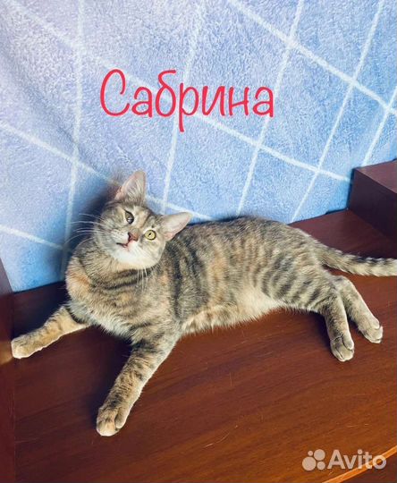 Кошка