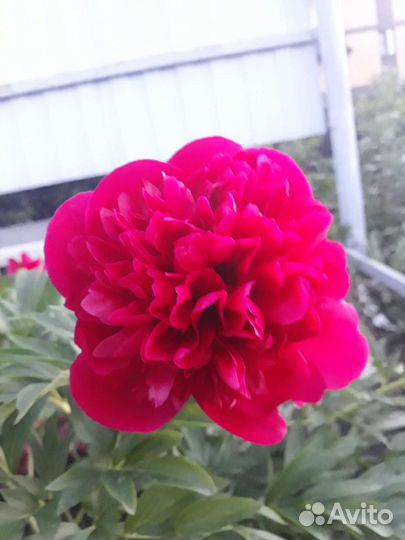 Пион травянистый ранний Rubra Plena