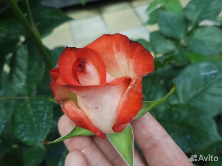 Розы плетистые парковые