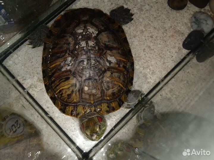 Красноухая черепаха