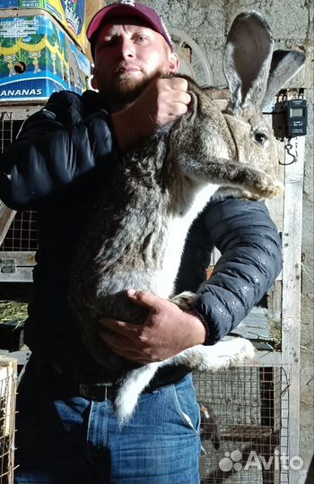 Кролики мясных пород великаны