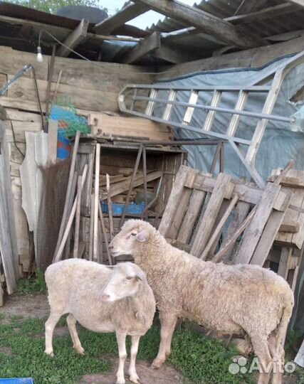 Овцы и бараны