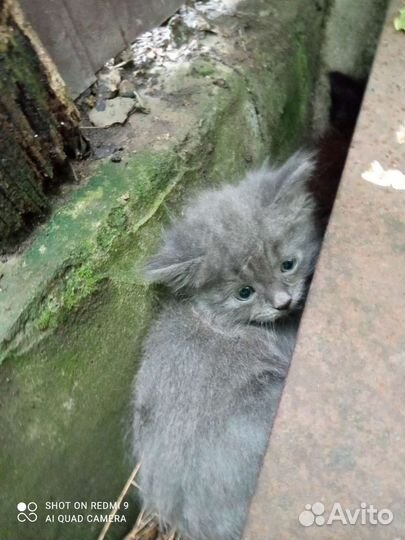 Кошки в добрые руки бесплатно