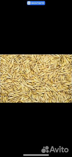 Пшеница овес