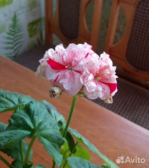 Пеларгония Герани