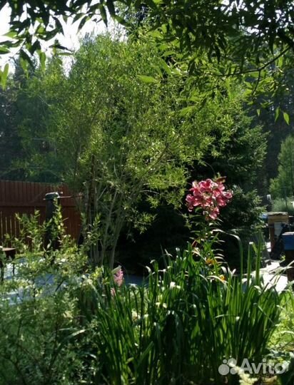 Ива Ледебура Пирамидалес