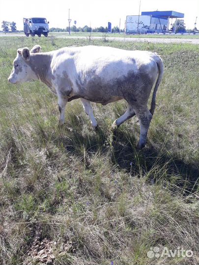 Коровы, телки, козы, овецы