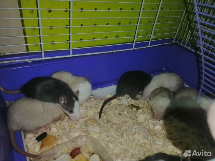 Крыса дамбо