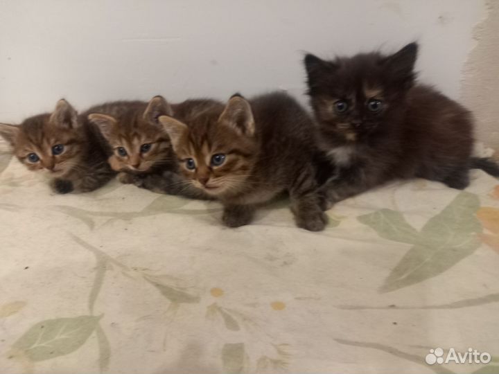 Кошка