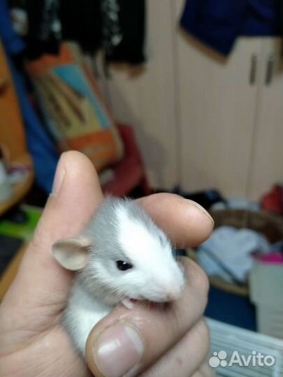 Крысята дамбо