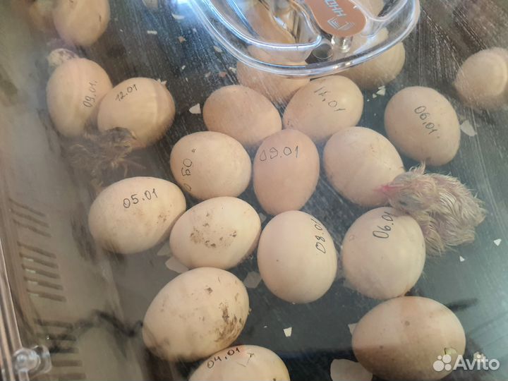 Сельское хозяйство