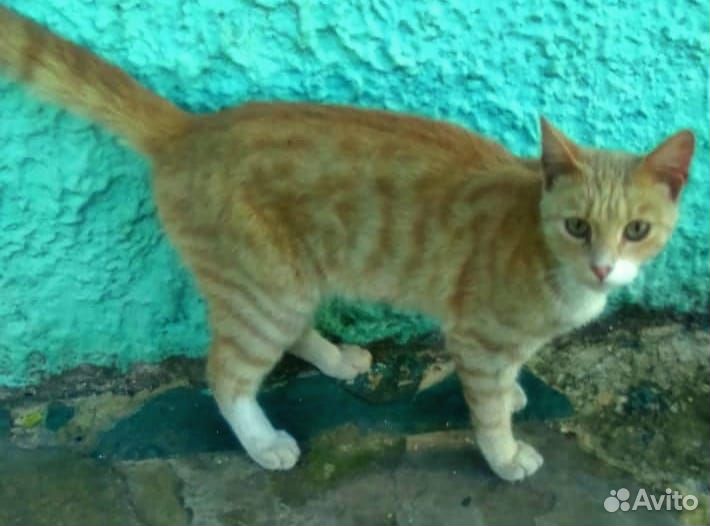 Отдам котика в добрые руки