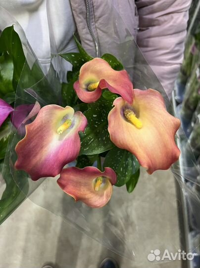 Калла в горшке, разные цвета, очень пышные