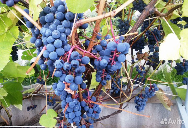 Саженец виноград Амурский