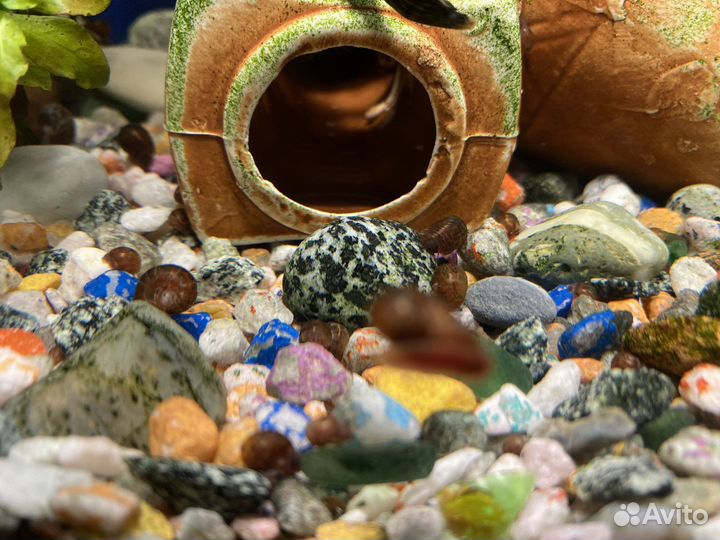 Улитки аквариумные