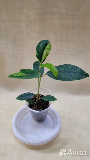 Фикусы (обновлено 20.08)