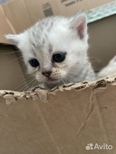 Котята шотландцы
