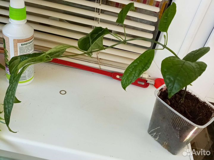 Клеродендрум томпсон