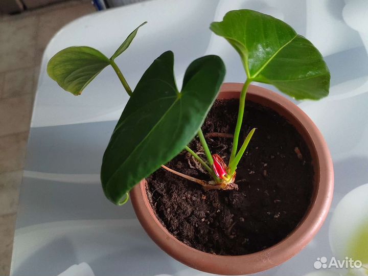 Антуриуммужское счастье скоро зацветет