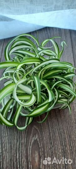 Хлорофитум кудрявый