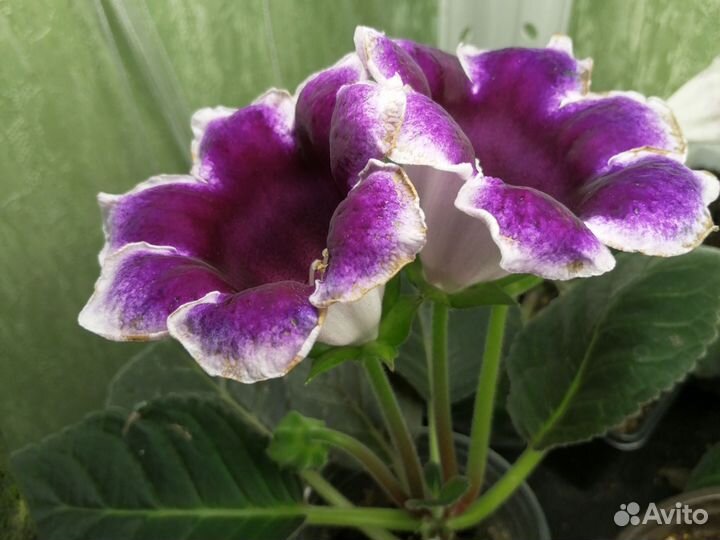 Глоксиния цветущая