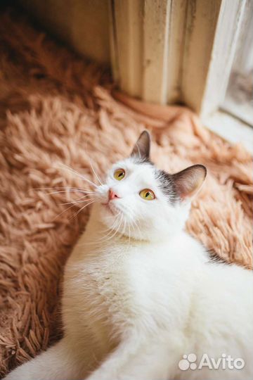 Кошка Ириска