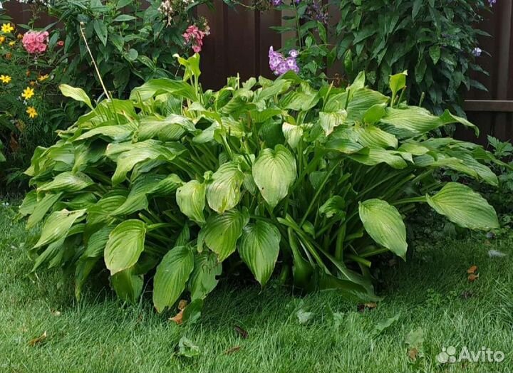 Ирис, астра альпийская, астильба