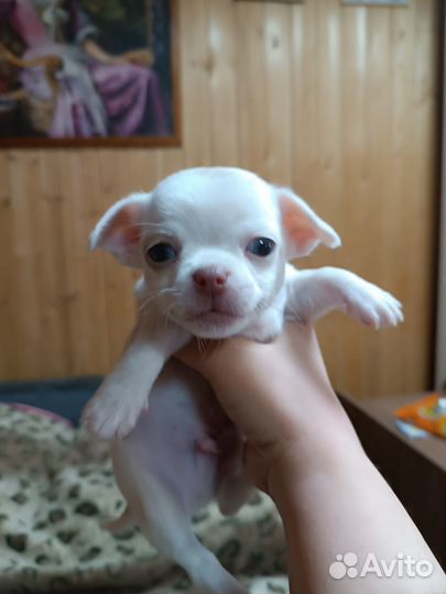 Щенки чихуахуа мини мальчик