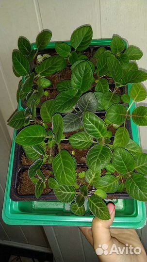 Глоксинии детки бронь