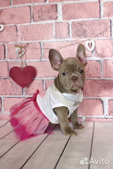 Роскошная девочка французского бульдога