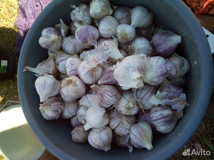 Чеснок 