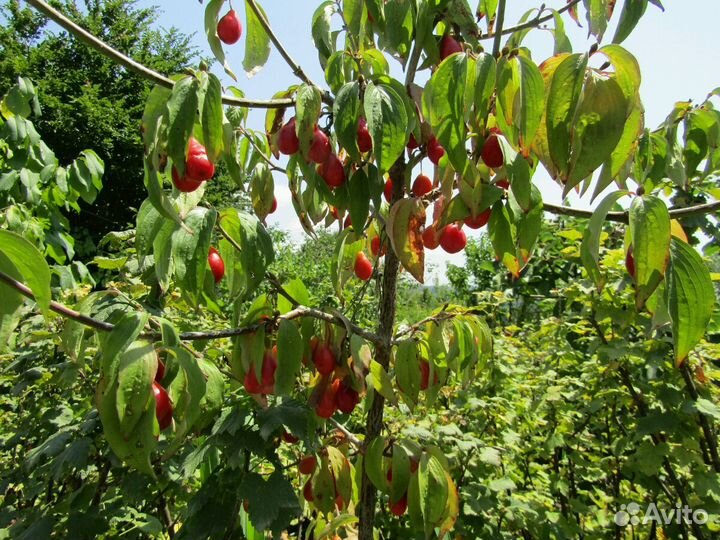 Колоновидные плодовые саженцы в контейнерах