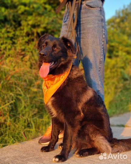 Собака в добрые руки отдам бесплатно