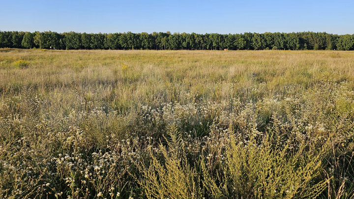 Участок 10,8 сот. (ИЖС)