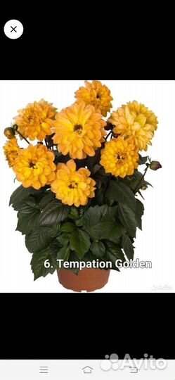 Георгины вегитативные