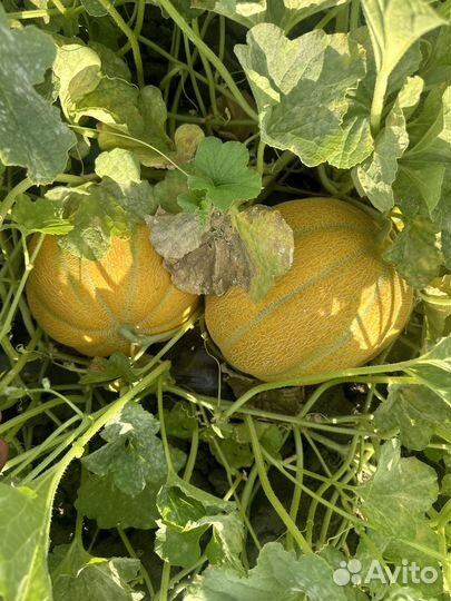 Дыня эфиопка