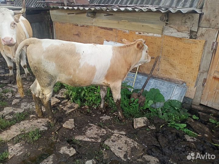 Корова дойная торг. Телята