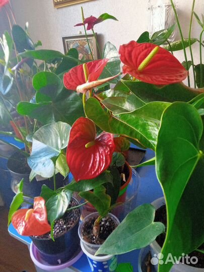 Комнатные цветы антуриумы и Спатифилумы