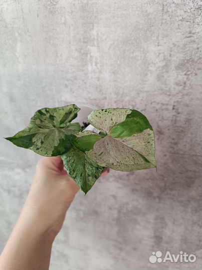 Сингониумы сортовые