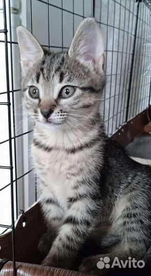 Котёнок, малышка Пуша 2 мес, ищет семью