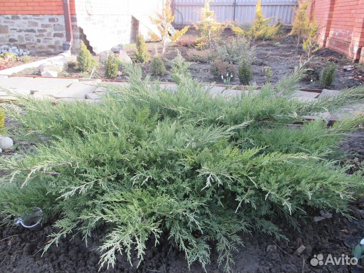 Хвойные и декоративные растения