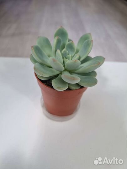 Флорариум суккуленты