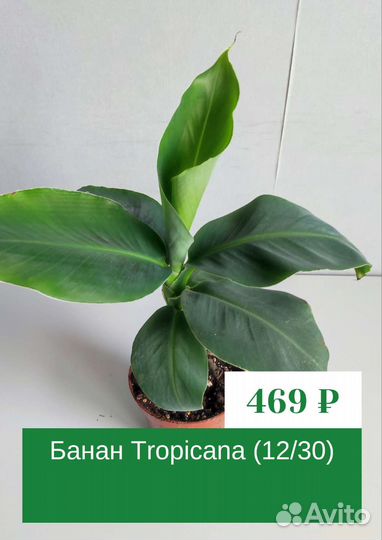 Продам комнатные растения