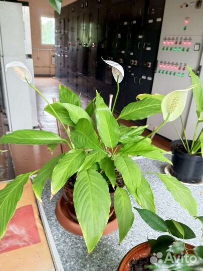 Спатифиллум