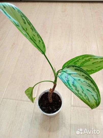 Аглаонема Сильвер квин