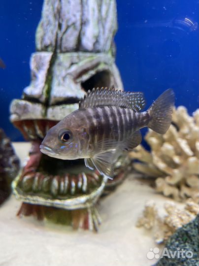 Аулонокара red flash