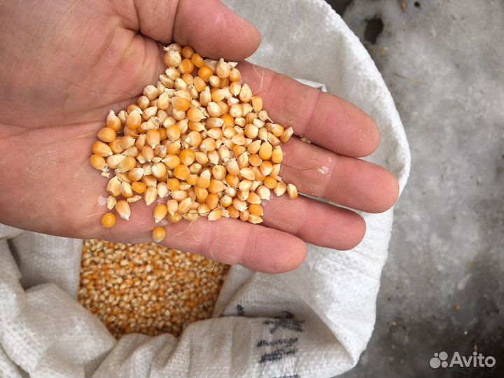 Кукуруза для попкорна