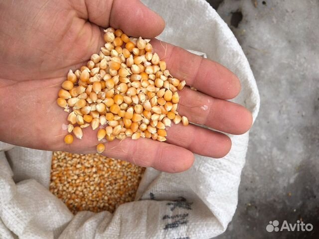 Кукуруза для попкорна